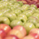 This is a closeup of a grocery store apple display organized by type with Granny Smith apples in the center of three - Filestream Systems